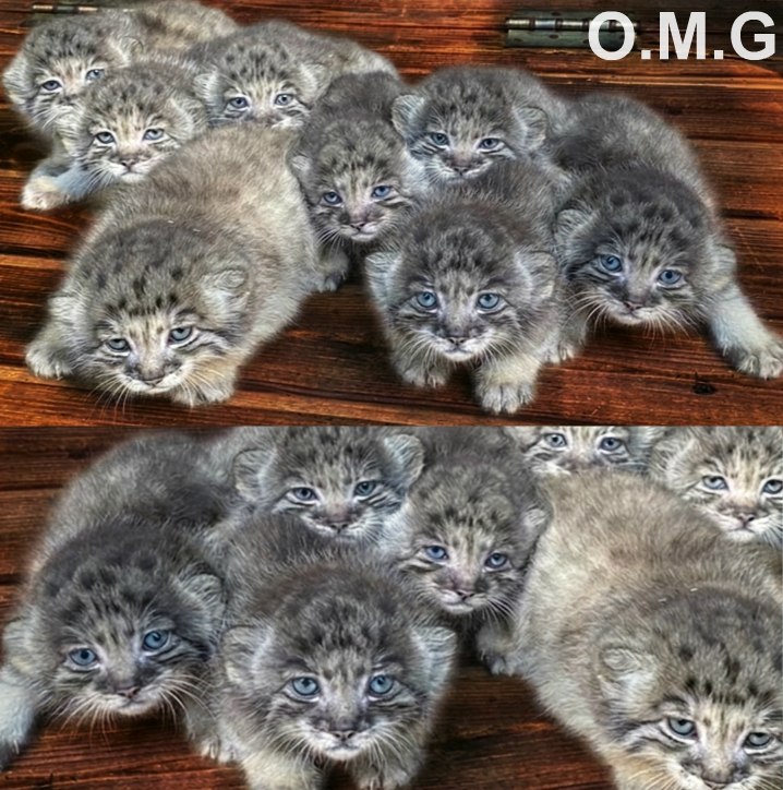 Farmer found abandoned kittens but turns out they cost a fortune.