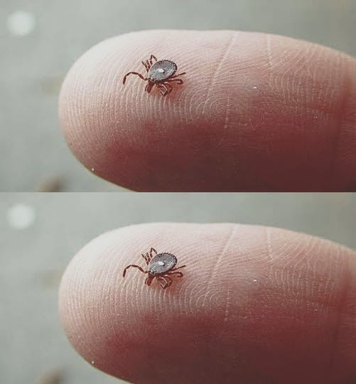 The tiny spotted parasite you should be aware of — and what to do if you find one attached.