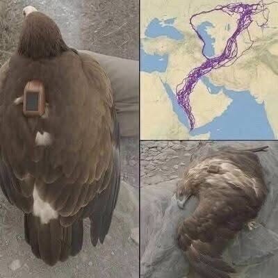 The Incredible Migration of an Eagle: What It Teaches Us About Survival