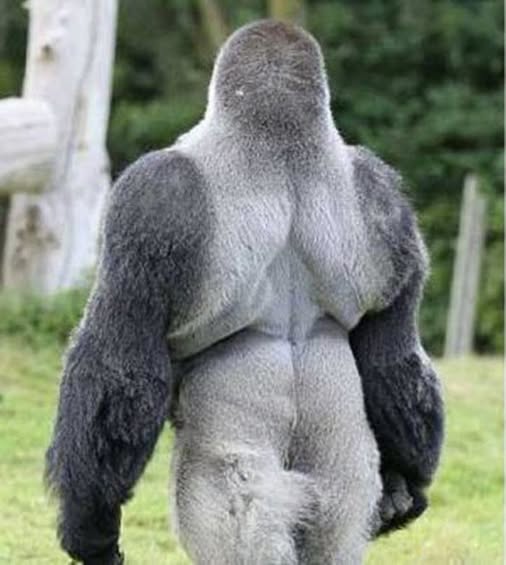 A silverback gorilla has amazed onlookers after teaching himself to walk upright on two legs, showing off a surprisingly human-like stride.