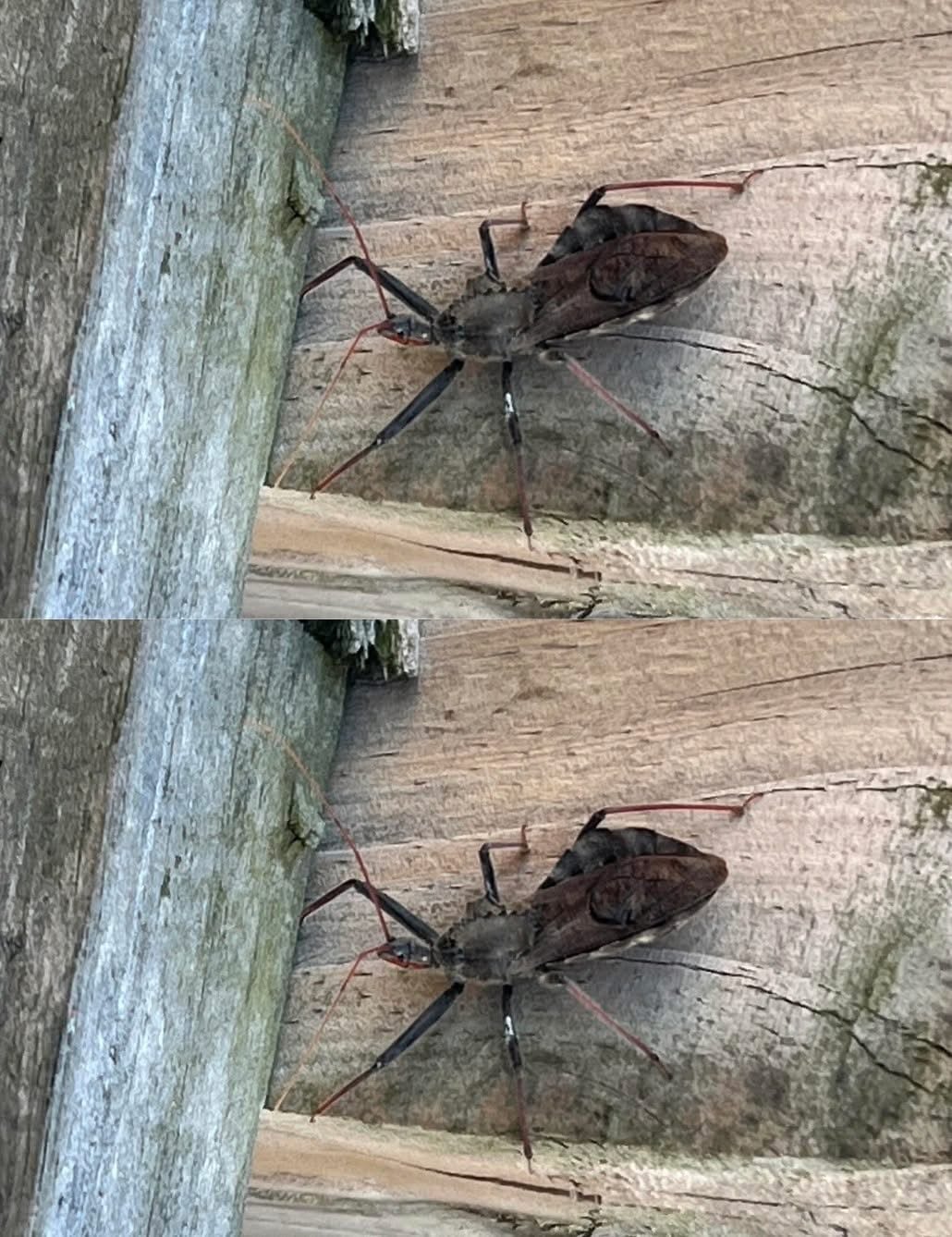 What to do after being bitten by an assassin bug