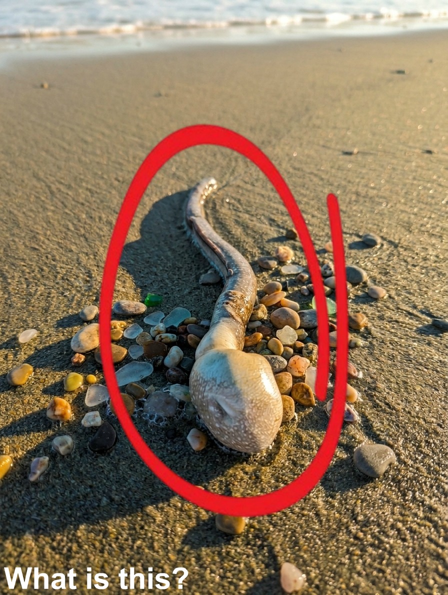 While out on a walk with the dog along the beach, we stumbled across this unusual object on the sand.