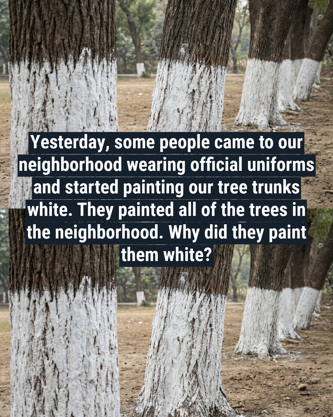 What’s the reason some trees have white paint on their trunks?