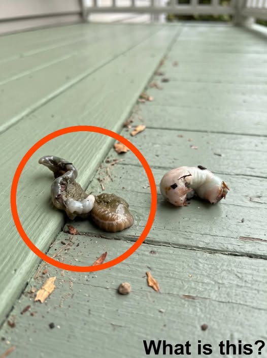 I stepped out onto the balcony this morning and noticed this lying on the floor.