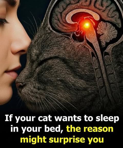 If your cat insists on sleeping in your bed, the reason behind it might actually surprise you.