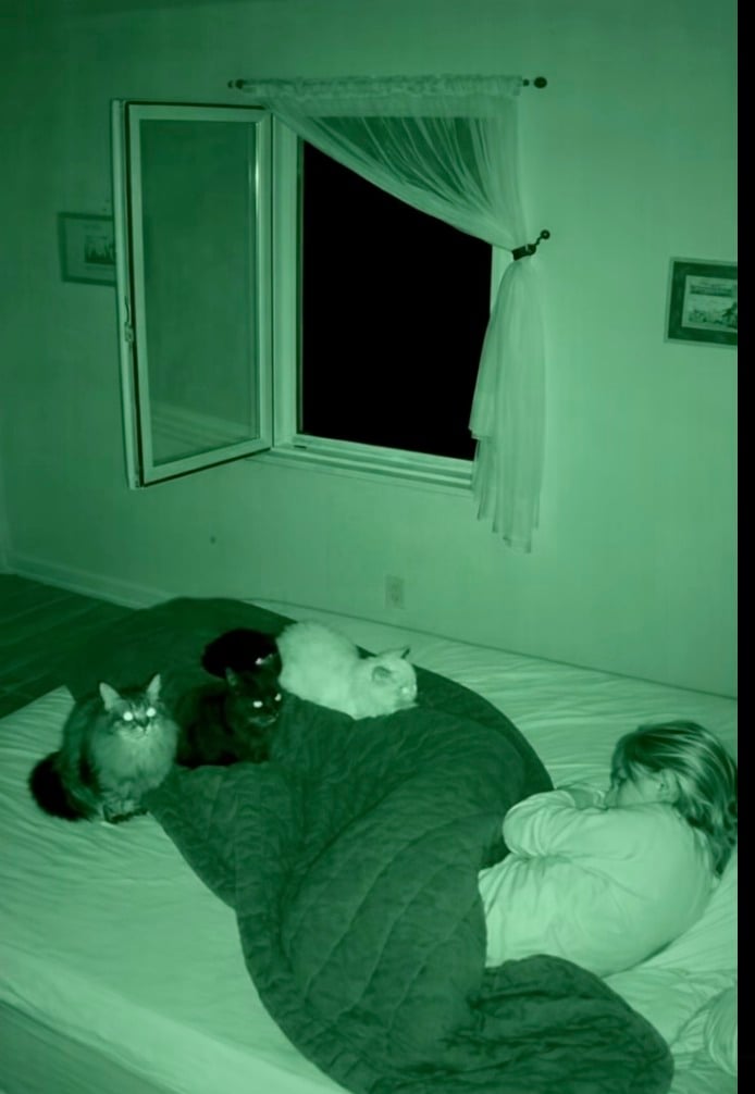 Every night, my three cats would leap onto my bed and sit there in complete silence, staring straight at me. At first, I dismissed it as one of their odd little routines—but over time, I started to realize it wasn’t just a harmless habit.