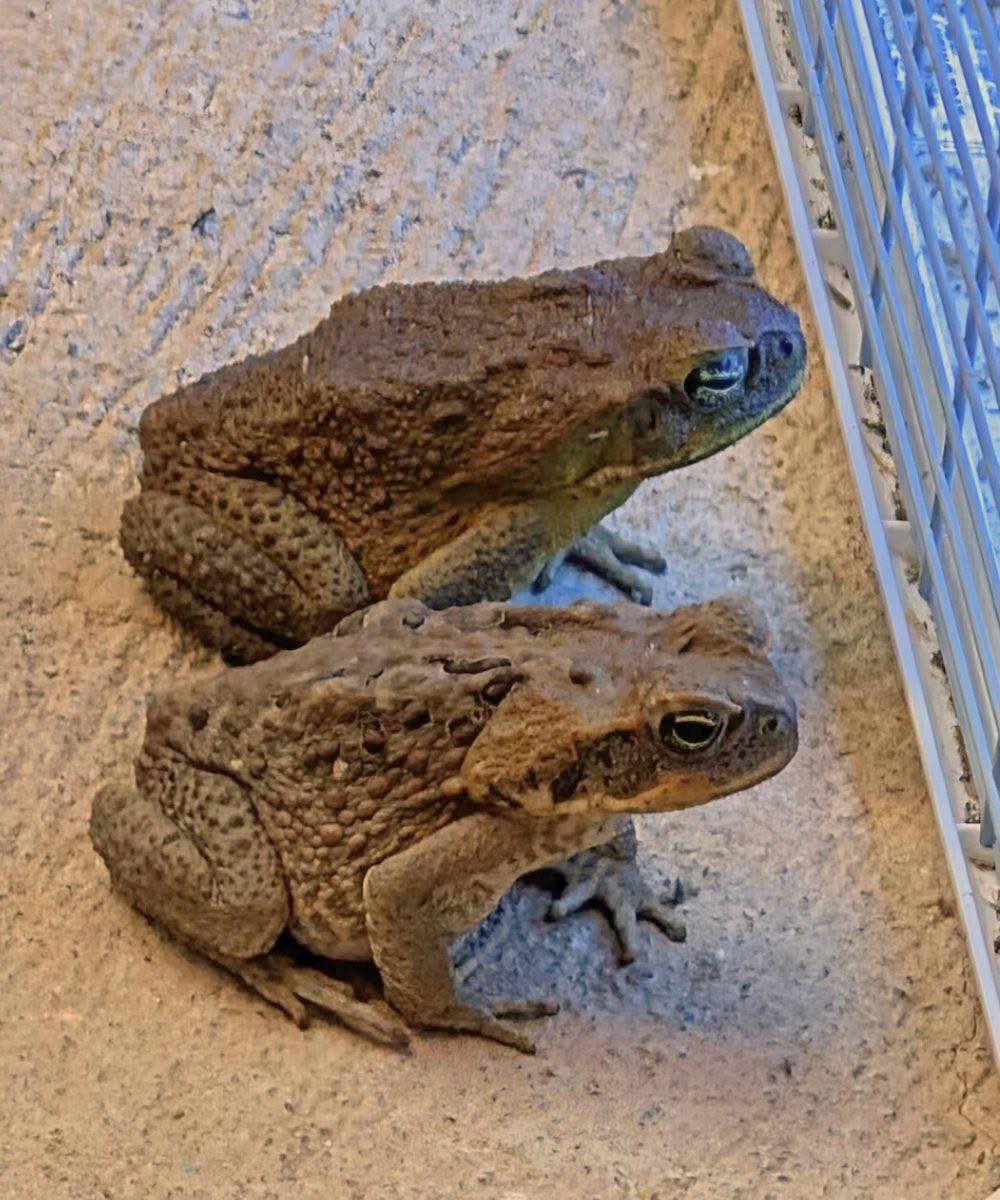 Why a Toad Might Show Up Around Your Home and What It Could Mean