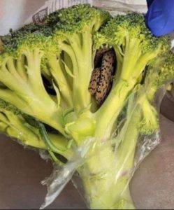 A Shocking Find: Man Stunned by Terrifying Discovery Inside a Bag of Aldi Broccoli