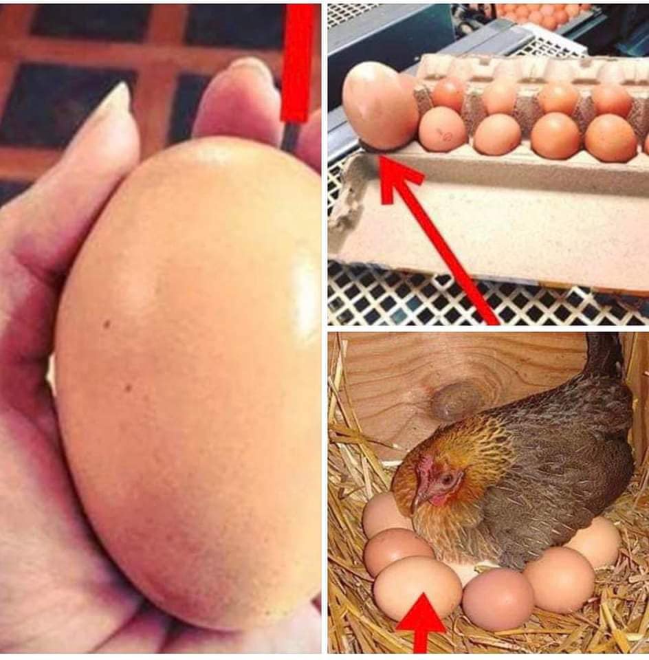 A farmer came across a massive, unusually shaped egg on his property—but the real shock came when it began to hatch. Whatever was inside left him completely confused and searching for answers. See what happened in the comments 👇