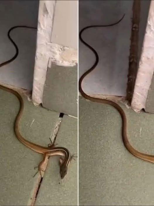 What It Means When a Snake Enters Your Home and How You Should Respond