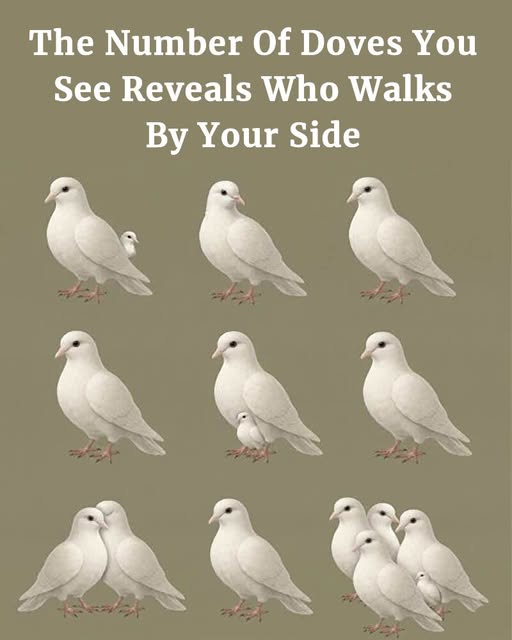 This Isn’t a Coincidence — The Hidden Meaning Behind How Many Doves You Keep Seeing