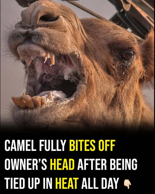 A neglected camel reportedly turned on its owner after being left tied up for hours in extreme heat.