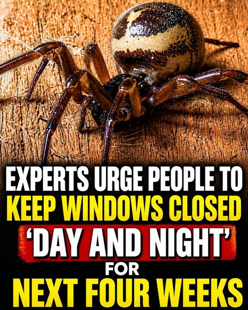 Urgent warning: keep your windows closed to prevent a dangerous spider from getting inside homes.