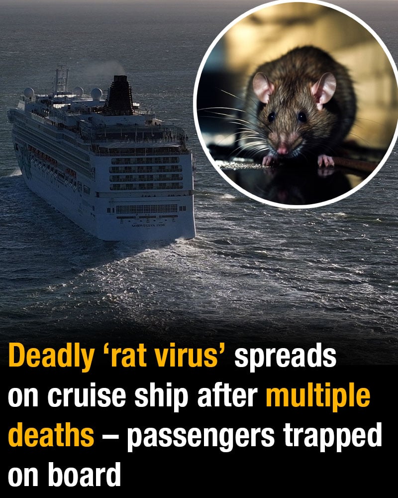 Reports indicate a serious illness outbreak on a cruise ship, with several fatalities confirmed and passengers remaining onboard as authorities investigate 😳👇