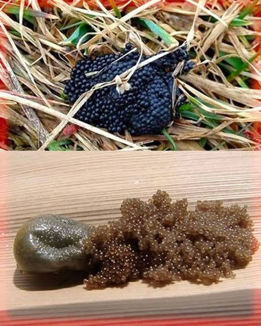 If You Spot These Eggs in Your Garden, Act Immediately!