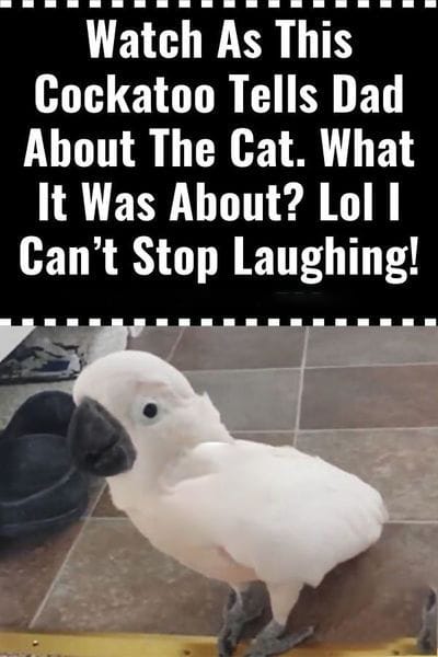 (VIDEO) This Cockatoo Can’t Keep a Secret—Wait Till You Hear What It Says About the Cat 😂