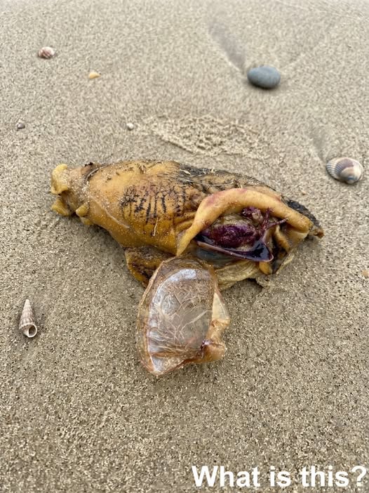 I was out walking my dog along the beach when we suddenly spotted something near the shoreline.