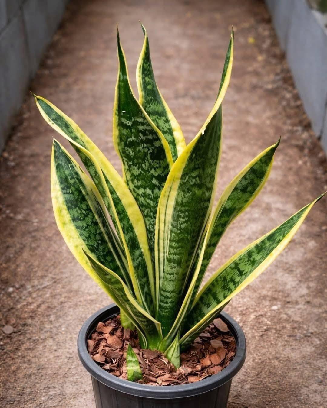 If you have this plant in your home, then something interesting might be happening… see more.