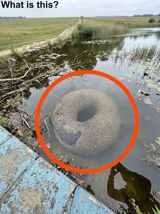 Found in an artificial lake in the village. At first, I saw it from a distance and it really startled me. I went closer to take a better look and tried to examine it carefully, but I still couldn’t figure out what it was.