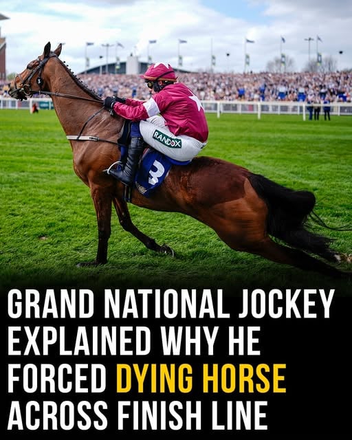 Tragedy at Aintree as a jockey urged on a severely injured horse in the final moments of the Liverpool race, crossing the finish line in distressing scenes that left viewers emotional.