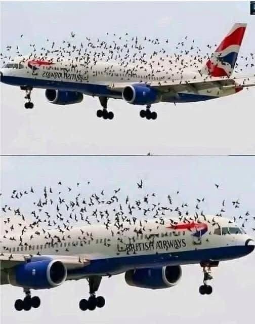 “The Shocking Reason This Pilot Broke Down in Tears After an Emergency Landing Saved His Passengers from a Furious Swarm of Birds”