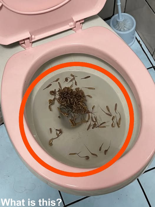 “After it rains, these start appearing in my toilet. Can you guess what they might be?”
