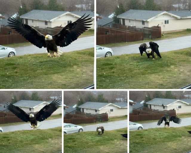 “Unusual Large Bird Spotted in South Texas Prompts Investigation by Scientists and Birdwatchers”