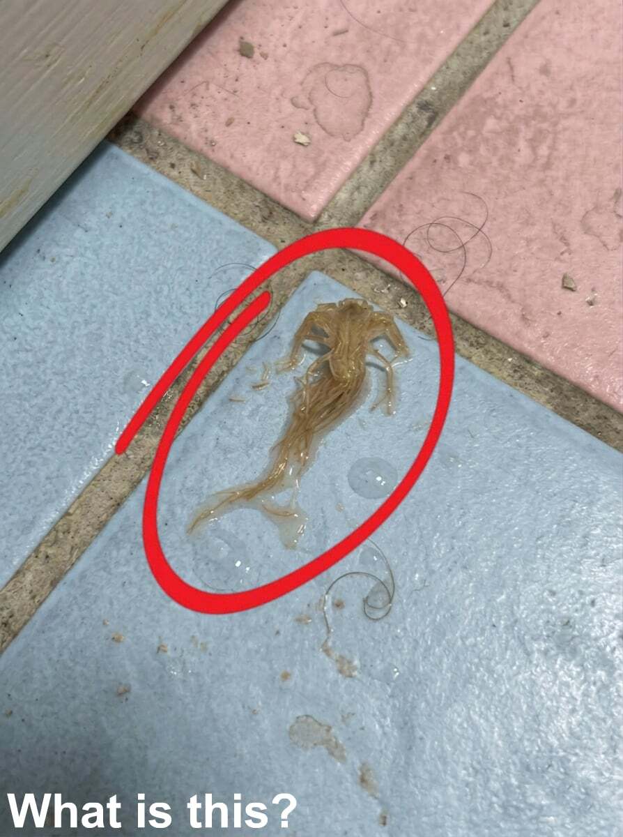 Last evening, I stepped into the bathroom and noticed this on the floor.