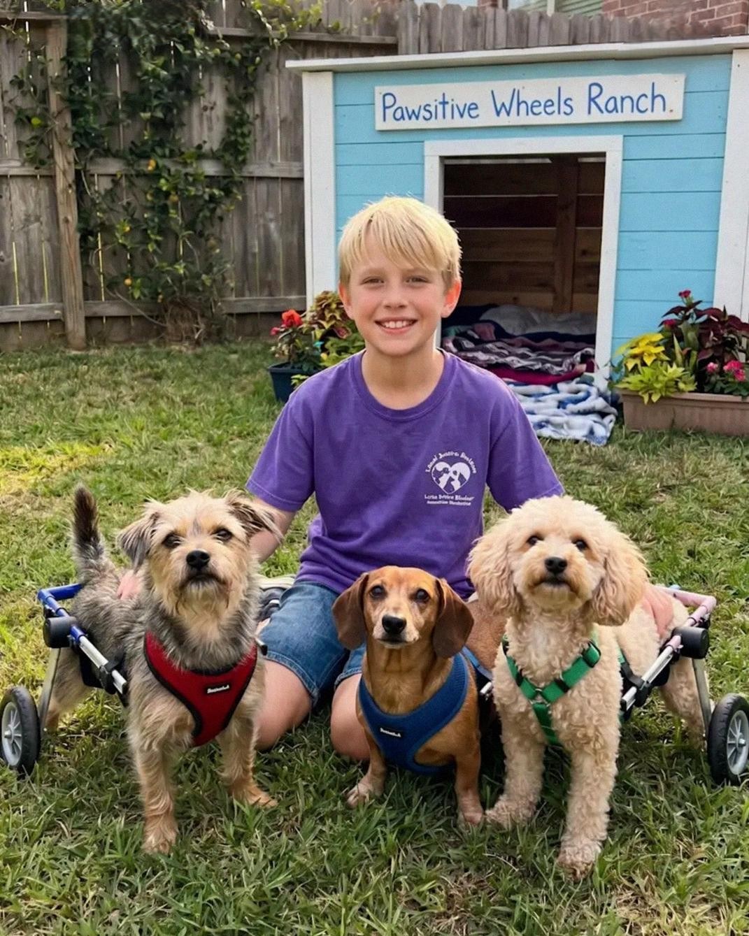 Hateful Neighbor Tears Down Shelter Built by 12-Year-Old for Disabled Dogs — But Is Left Speechless When the Neighborhood Association Steps In With an Unexpected Decision