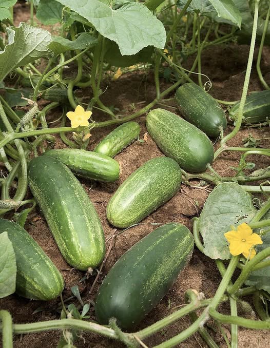 “Experts Uncover What Really Happens When You Eat Cucumbers Daily”