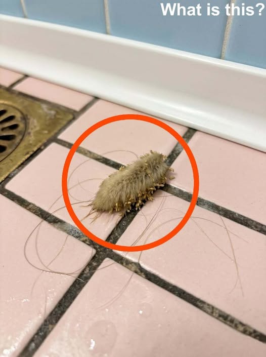 In the evening, I went into the bathroom and noticed something on the floor.