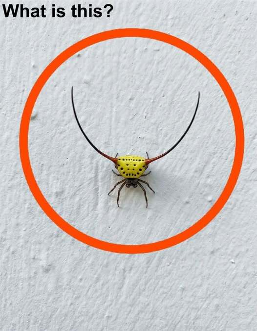 Last night, I went into the garage, flipped on the light, and noticed something on the wall.