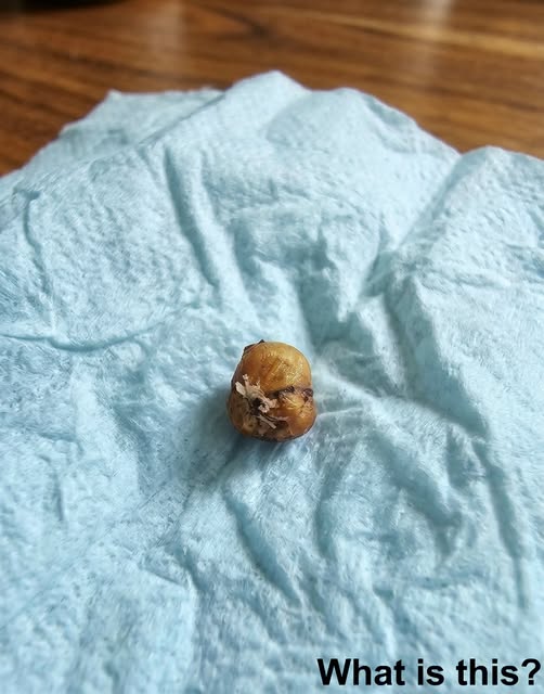 “My girlfriend was washing her hair when this tiny thing suddenly fell out of her head, and we had no idea what we were looking at.”